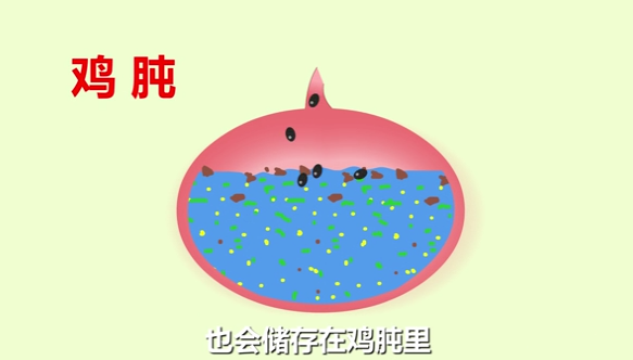 鸡为什么要吃沙石